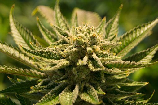 Wat zijn terpenen?