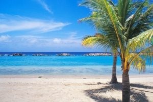 een palmboom bovenop een zandstrand.