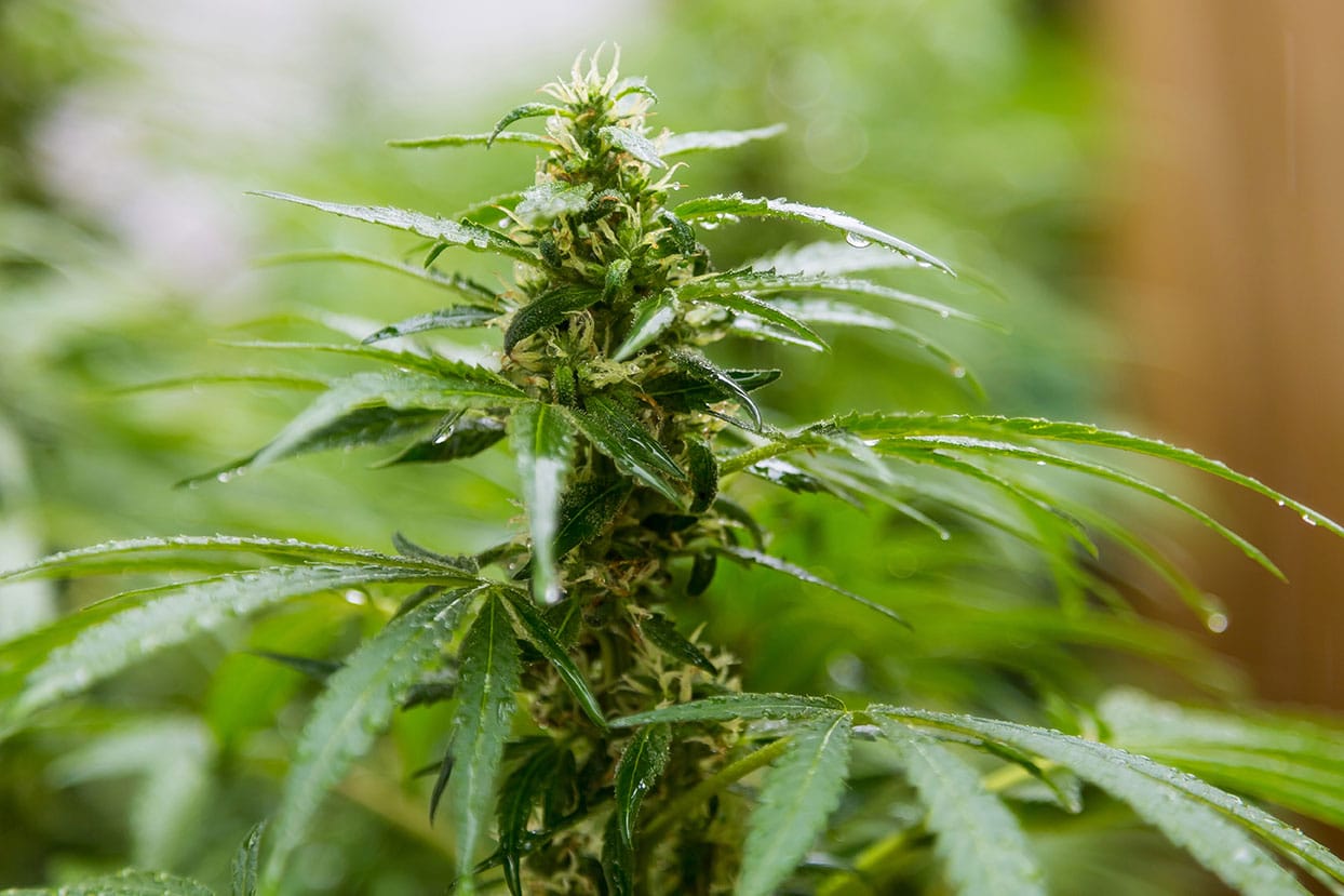 Een close-up van een cannabisplant.