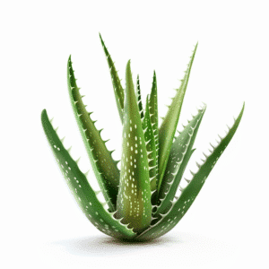 Hemptouch - Gezicht Zonnebrandcrème SPF30 - minerale bescherming (50ml) met dikke, stekelige, groene bladeren met witte vlekken en gekartelde randen, staande tegen een witte achtergrond.